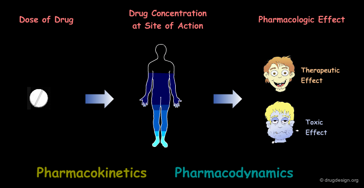 Pharmacokinetics of the most commonly used antihypertensive drugs