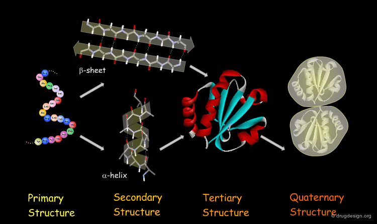 Protein Structure Drug Design Org